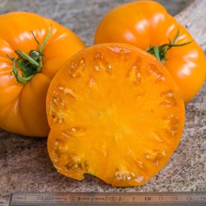 persimmon
