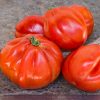 red pear gransasso selection