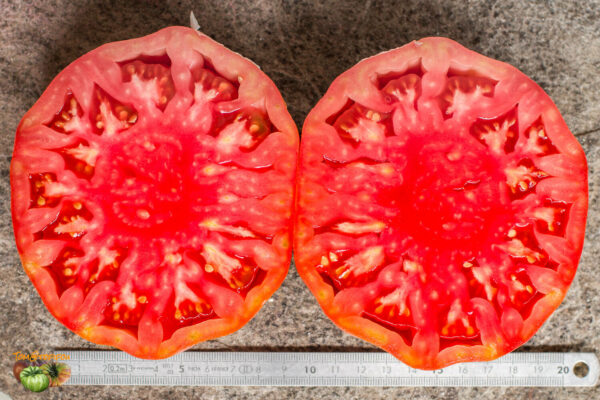 COUILLES DE TAUREAU - HUEVOS DE TORO - Image 5