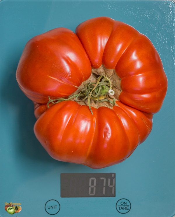 grosse plate du portugal
