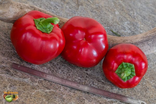 tomate rouge