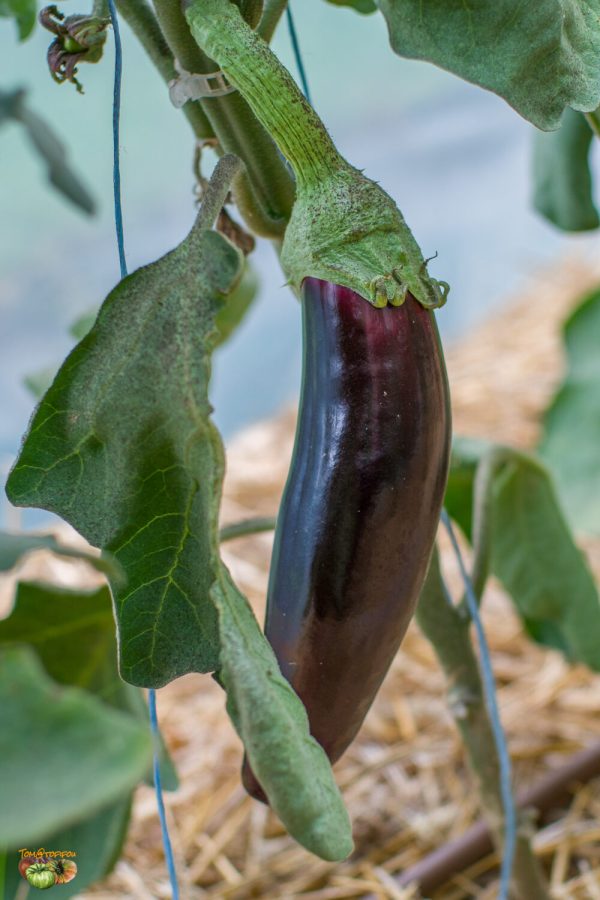 violette de toulouse