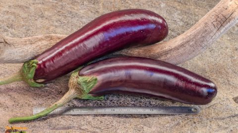 VIOLETTE de TOULOUSE