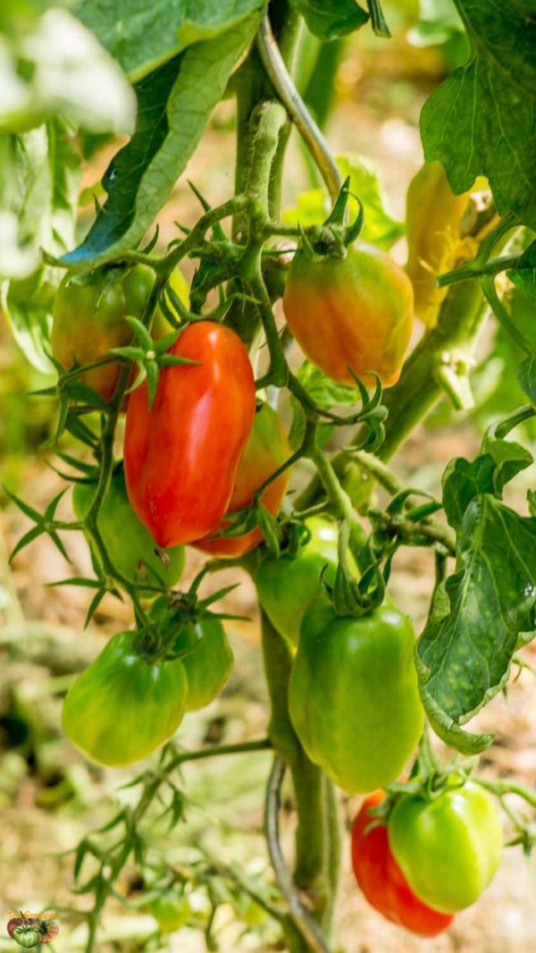 san marzano
