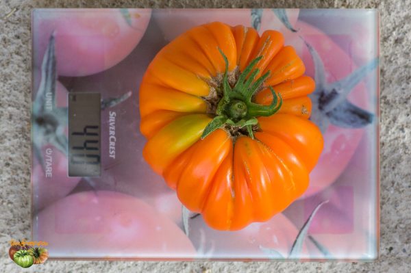 BEAUTY LOTTRINGA ORANGE - Image 7