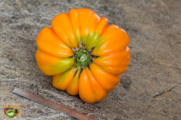 BEAUTY LOTTRINGA ORANGE - Image 4