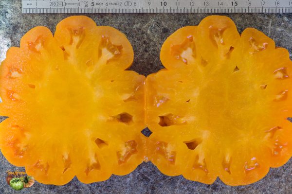 BEAUTY LOTTRINGA ORANGE - Image 3