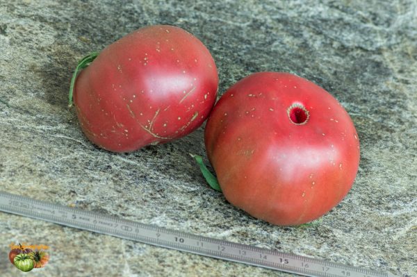 ZEFIR V SHOKOLADE - Image 2