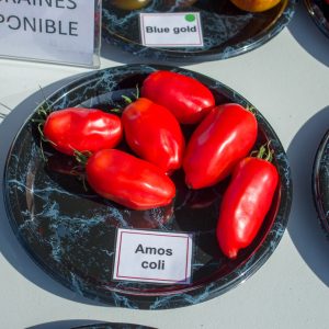 AMOS COLI