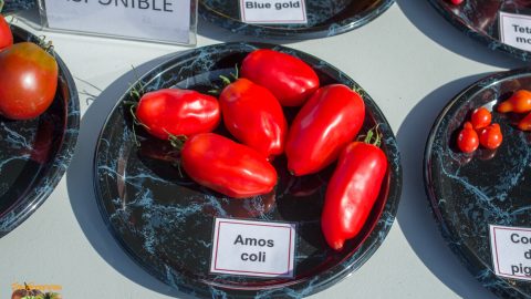 AMOS COLI