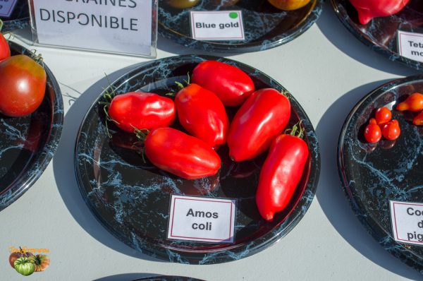 AMOS COLI