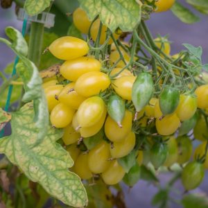 BARRY'S  CRAZY CHERRY
