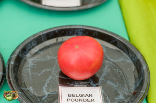 belgian pounder