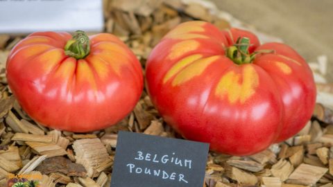 BELGIAN POUNDER