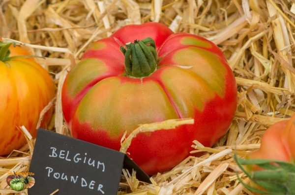 belgian pounder
