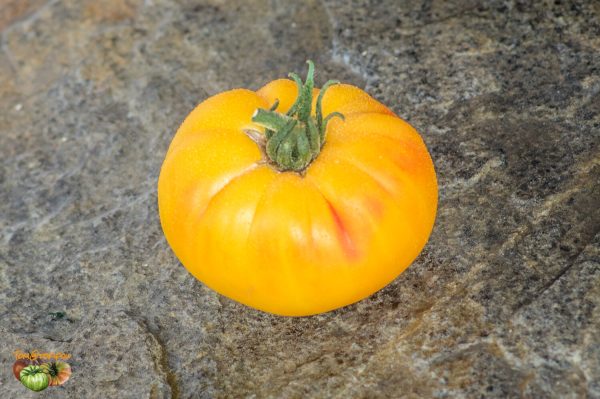 BIG ORANGE BICOLOR SSE 194 - Image 2