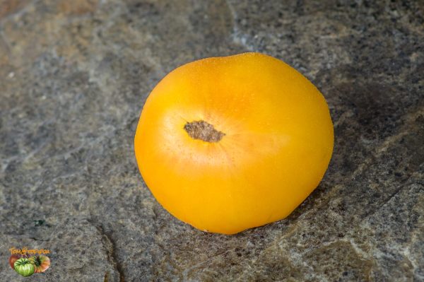 BIG ORANGE BICOLOR SSE 194 - Image 3