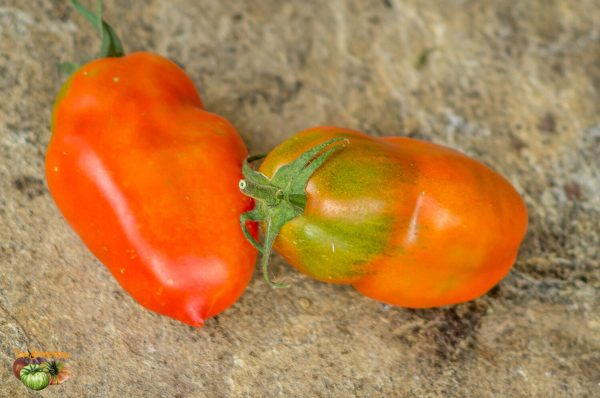 big italian plum