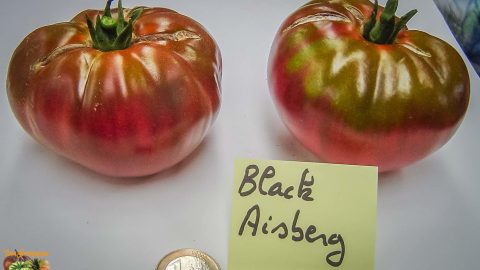 BLACK AISBERG