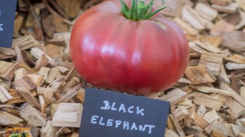 BLACK ELEPHANT