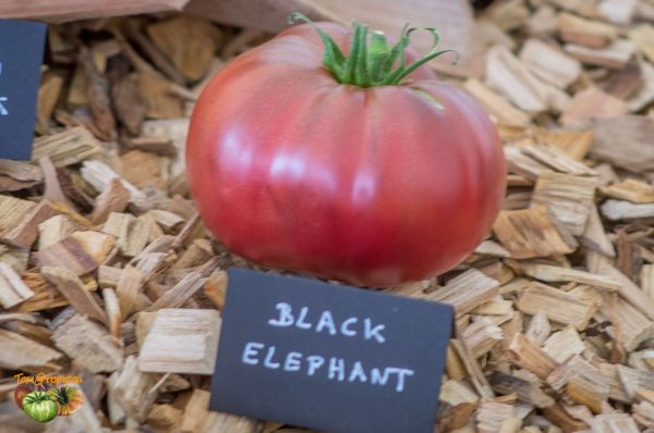 black elephant