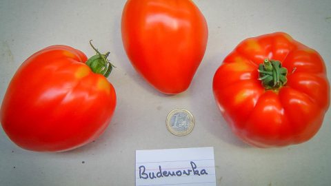BUDENOVKA PINK