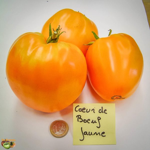 COEUR DE BOEUF JAUNE - YELLOW OXHEART