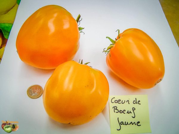 COEUR DE BOEUF JAUNE - YELLOW OXHEART - Image 3