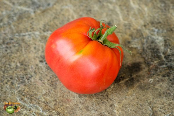 garvey's plum