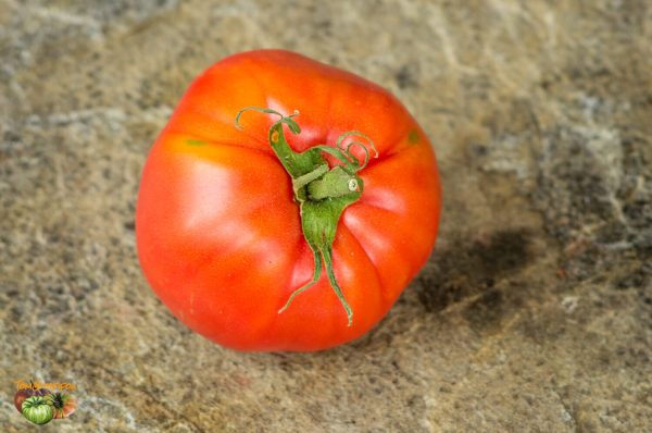 garvey's plum
