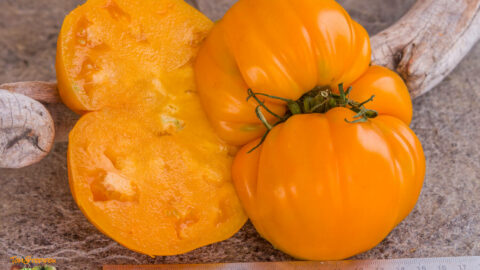 GERMAN ORANGE STRAWBERRY