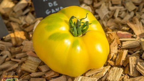 LILLIAN'S YELLOW HEIRLOOM