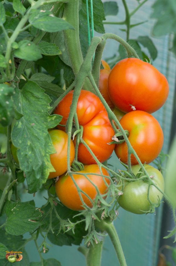 POTAGER DE VILVORDE - Image 2