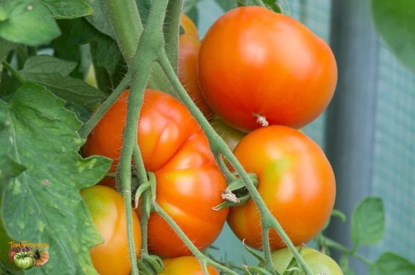 POTAGER DE VILVORDE