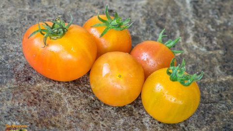 BICOLOR CHERRY - RAINBOW BICOLOR CHERRY