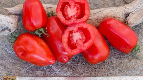 SAN MARZANO