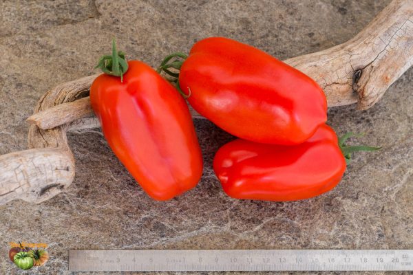 san marzano