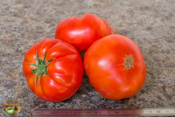 TOMATE DE VERS - Image 2