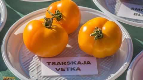 TSARKAJA VETKA