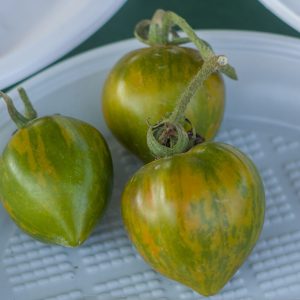 VAL'S GREEN STRIPED