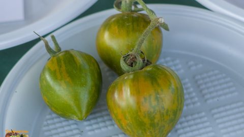 VAL'S GREEN STRIPED