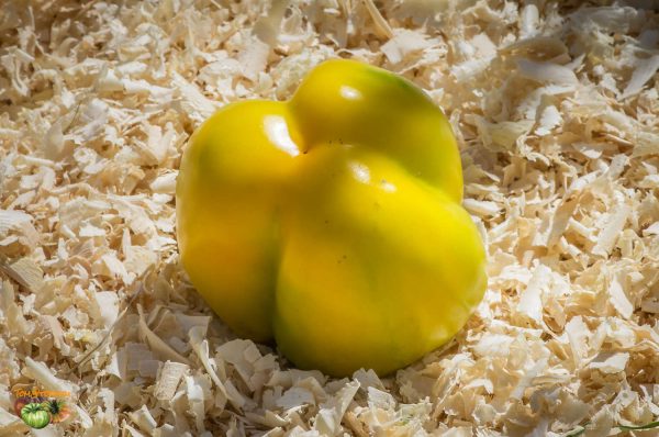 YELLOW STUFFER - Image 2