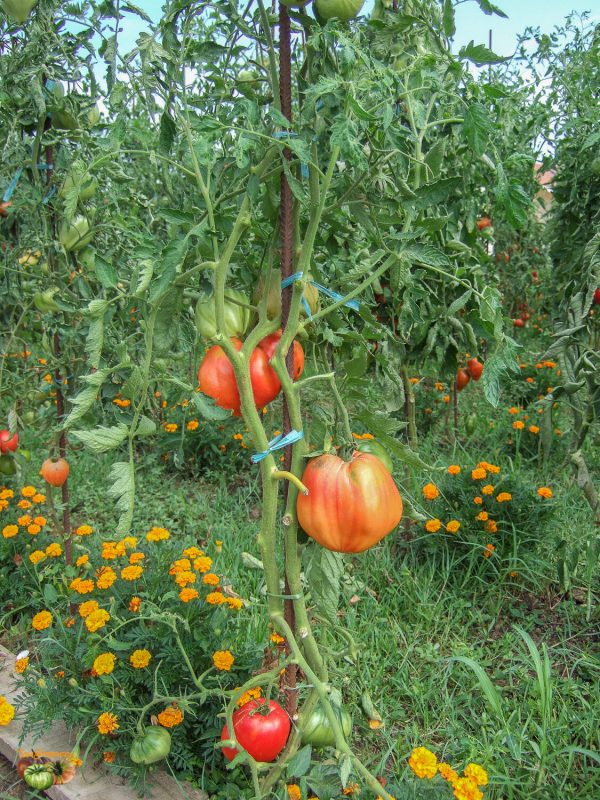 allemande (copie)