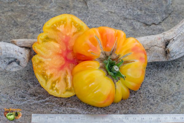 big arcobaleno bicolor