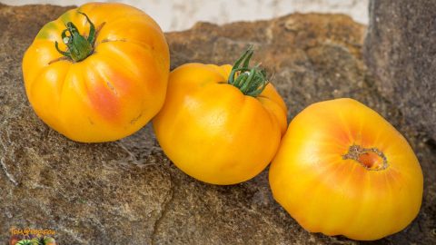 BIG ORANGE BICOLOR SSE 194