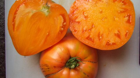 COEUR DE BOEUF ORANGE - ORANGE OXHEART