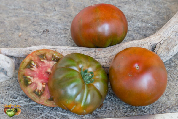 STRAWBERRY MARGARITA BICOLOR