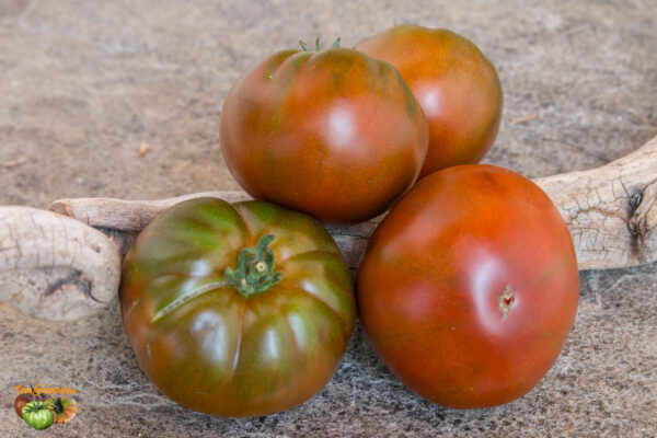 STRAWBERRY MARGARITA BICOLOR - Image 2