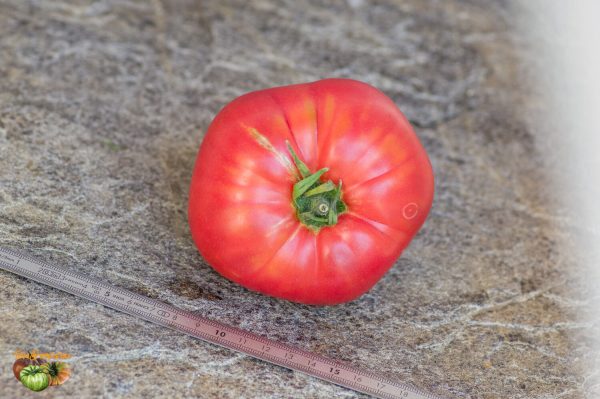 big a sandy purple