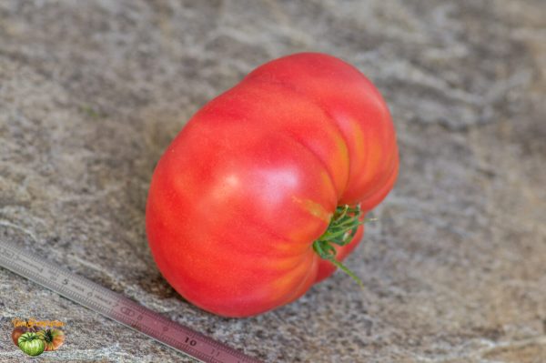 big a sandy purple